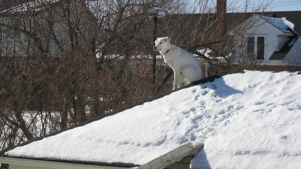 Nanuq of the North (RIP my best friend Dec.2002-Apr.2017) Nanuq A Roof with a View (2 yrs.Old)