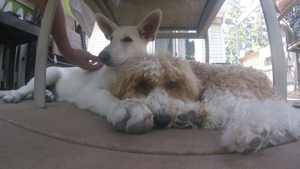 Current Pack Members 050.Obie and Lacie.2017 08 18