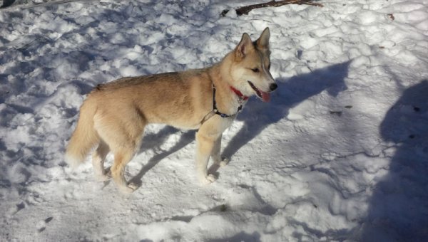 Sadie