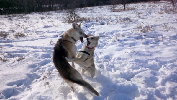 Dogs love to play in a group 011.group play
