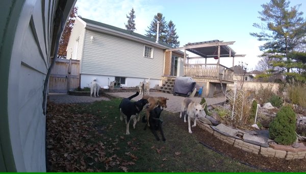 Dogs love to play in a group 00.My.yard