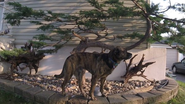 Current Pack Members 012.Ollie Bonsai.2017 09 16