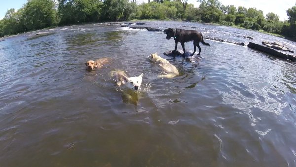 Current Pack Members 091.group shot