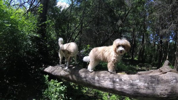 Current Pack Members 051.Obie and Sadie.2017 08 27