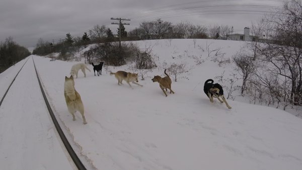 Dogs love to play in a group 019.Snow.Day.2017 07 28