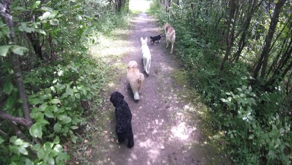 Current Pack Members 056.Puppy Walk.2017 07 28
