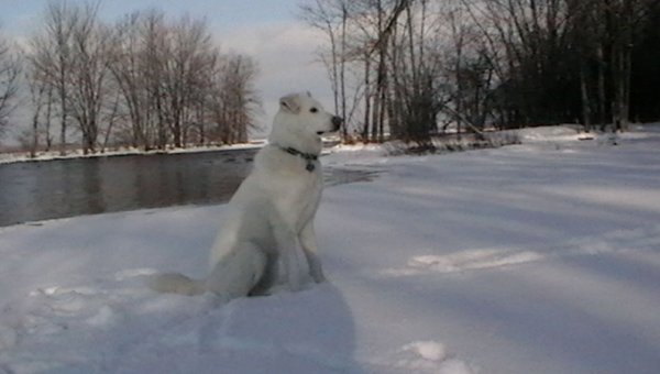 Nanuq of the North (RIP my best friend Dec.2002-Apr.2017)