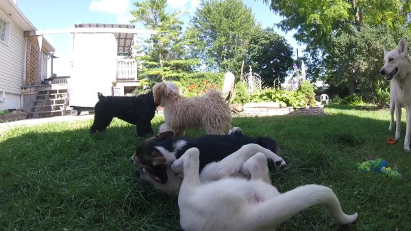 Current Pack Members 063.Luna.Obie.Lacie.Bachi.Sage.2017 07 28