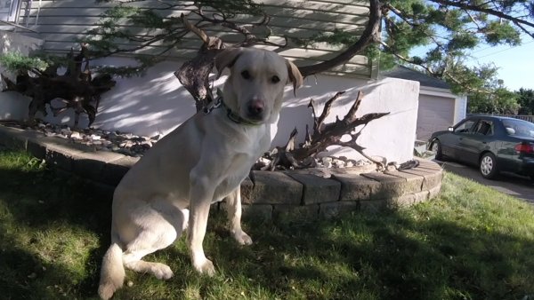 Current Pack Members 022.Navi.Bonsai.2017 09 15