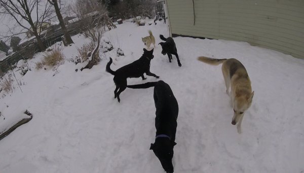 Dogs love to play in a group 00.My.yard.winter.2017