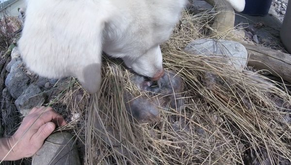 Nanuq of the North (RIP my best friend Dec.2002-Apr.2017) 06.Nanuq And Frozen Bunnies