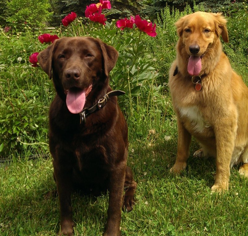 Odie, Calvin, Rachel & Chris