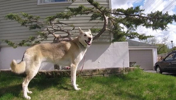 Current Pack Members