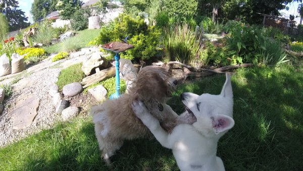 Dogs love to play in a group 023.Round.One.2017 07 14