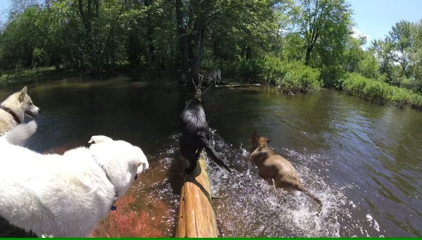 Dogs love to play in a group 02.LogWalker.2016 06 18