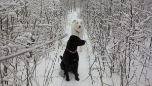 Wisdom - Random bits of wisdom. Emmy and nanuq on a cold winter walk