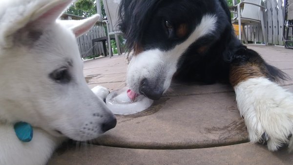 Current Pack Members 068.My Turn.2017 08 13