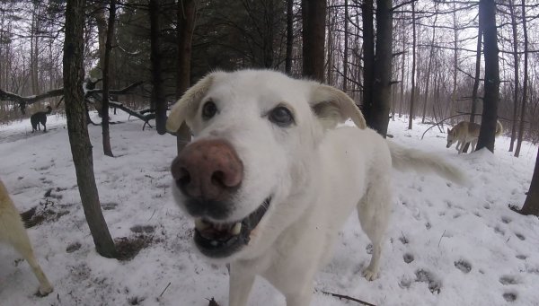 Nanuq of the North (RIP my best friend Dec.2002-Apr.2017) 09.Nanuq at 13 years old