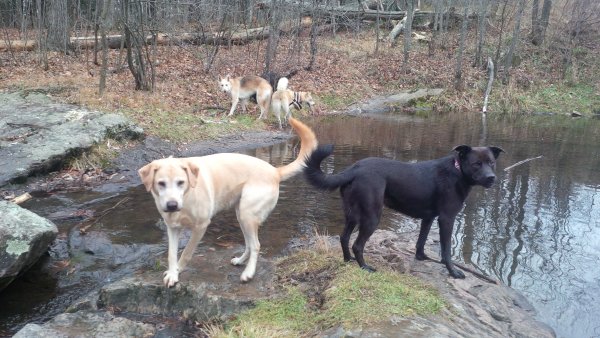 Dogs love to play in a group 07.Mileys Swimming Hole