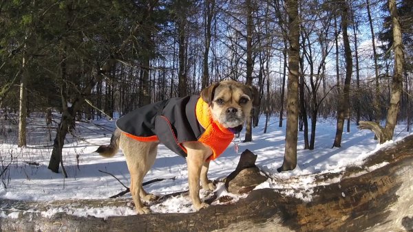 Current Pack Members 054.Bella.Solo.Log.2018 02 01.1