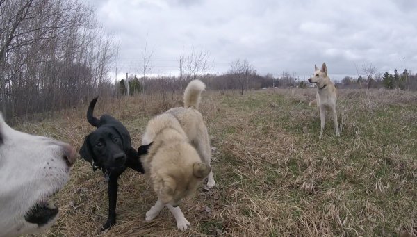 Dogs love to play in a group 022.Juno with the overseer