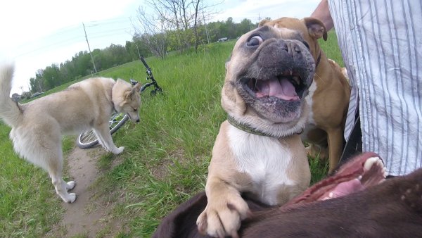 Dogs love to play in a group 03.Otis and Winston.2017 06 06