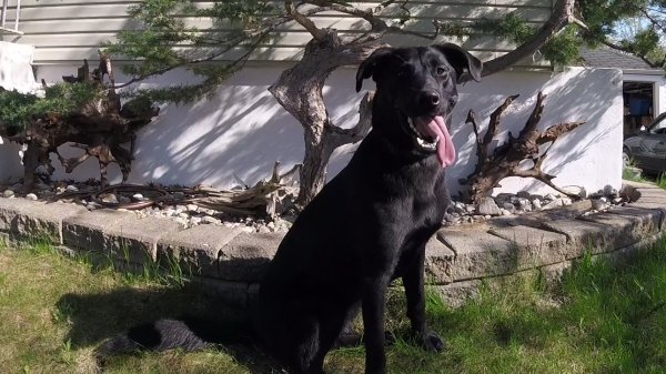 Current Pack Members 036.Lucy.The.Lab.Bonsai.2018 05 21