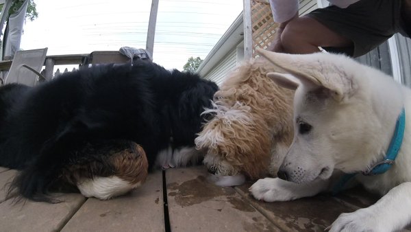 Current Pack Members 071.Save Some For Me.2017 08 13