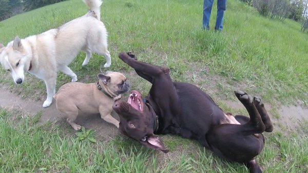 Dogs love to play in a group 012.Otis and Winstom Wrestling.2017 06 06