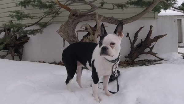 Current Pack Members 024.Lexi.Bonsai.2018 02 17