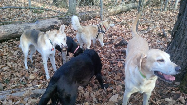 Dogs love to play in a group 05.Miley and Friends