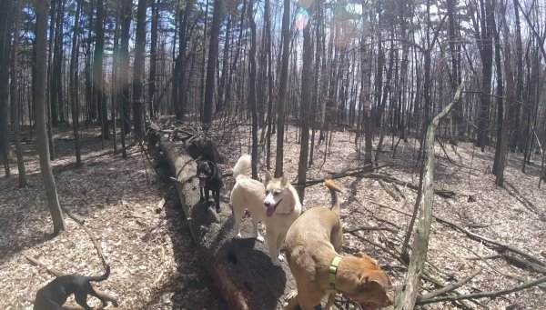 Dogs love to play in a group 016.2016 06 13