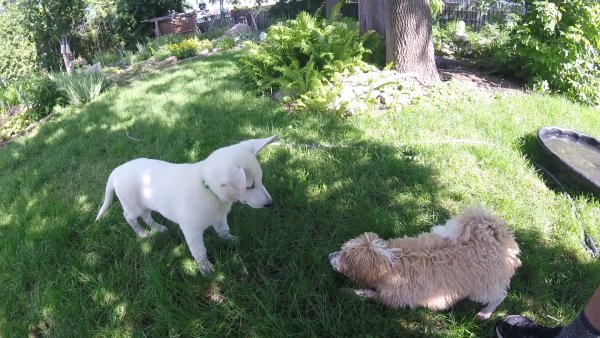 Current Pack Members 066.Lacie and Obie.Lets.Play2017 07 14