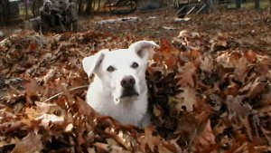 Wisdom - Random bits of wisdom. I love the smell of leaves in the fall