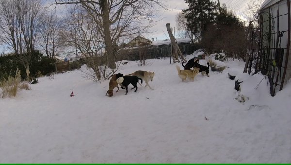 Dogs love to play in a group 017.2017 01 31