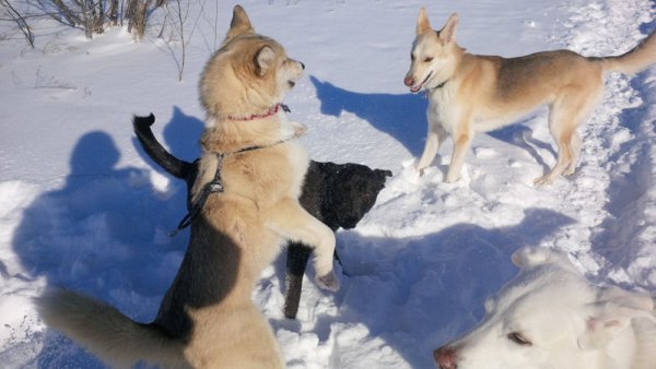 Dogs love to play in a group 013.group play