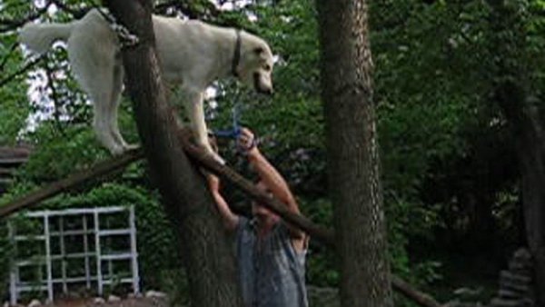 Nanuq of the North (RIP my best friend Dec.2002-Apr.2017) 05.Nanuq.Loves Climbing