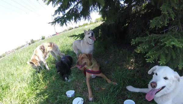 Dogs love to play in a group 01.Tree fort  2016 06 12