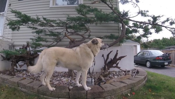 Current Pack Members 09.Jake.Bonsai.2017 11 12