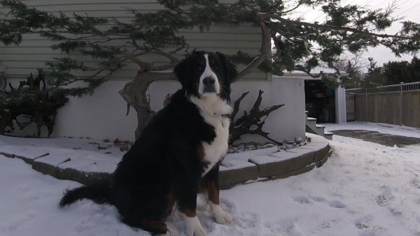 Current Pack Members 010.Roxy.Bonsai.2018 02 04