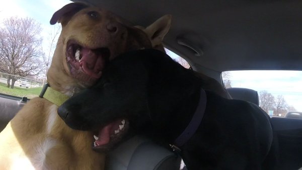 Current Pack Members 093.Juno Sandy 2016 05 10