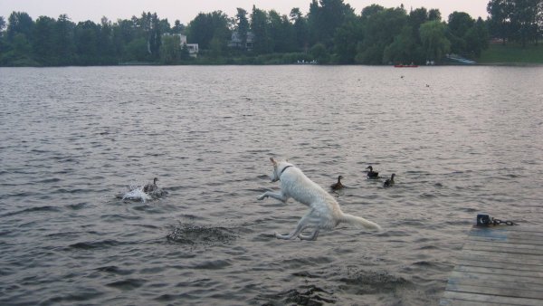 Nanuq of the North (RIP my best friend Dec.2002-Apr.2017) It's Duck Hunting Season(16 months old)