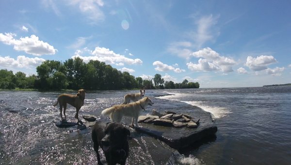 Current Pack Members 080.Great View.2017 01 24
