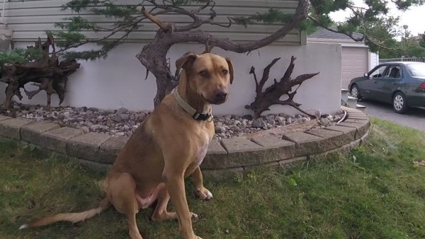 Current Pack Members 03.Sandy.Bonsai.1.2017 09 18