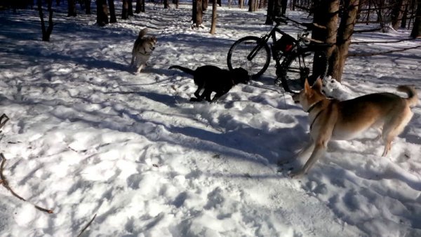 Dogs love to play in a group 010.group play