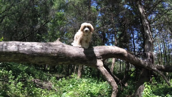 Current Pack Members 100.Obie.On the Edge.2017 08 27