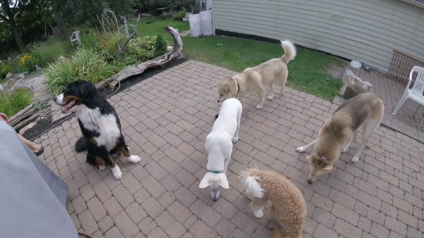 Current Pack Members 074.Roxy.Sadie.Sage.Oie.Lacie.2017 08 18