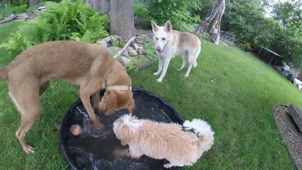 Dogs love to play in a group 018.Sandy.Obie.Sage.2017 08 13