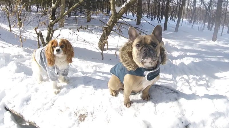 Jessica, Hermione and Otis