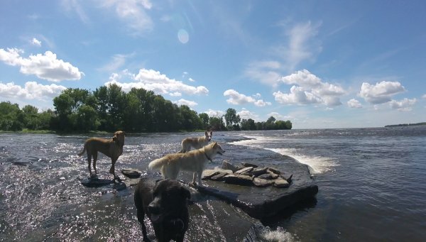 Current Pack Members 080.Great View.2017 01 24
